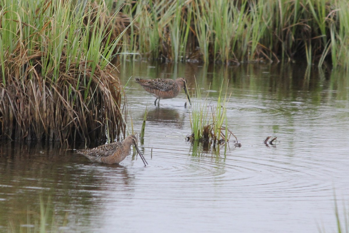 Long-billed Dowitcher - ML236311031