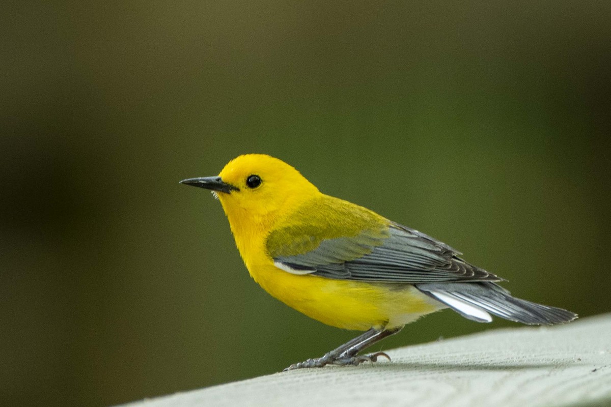 Prothonotary Warbler - Rob Broeren