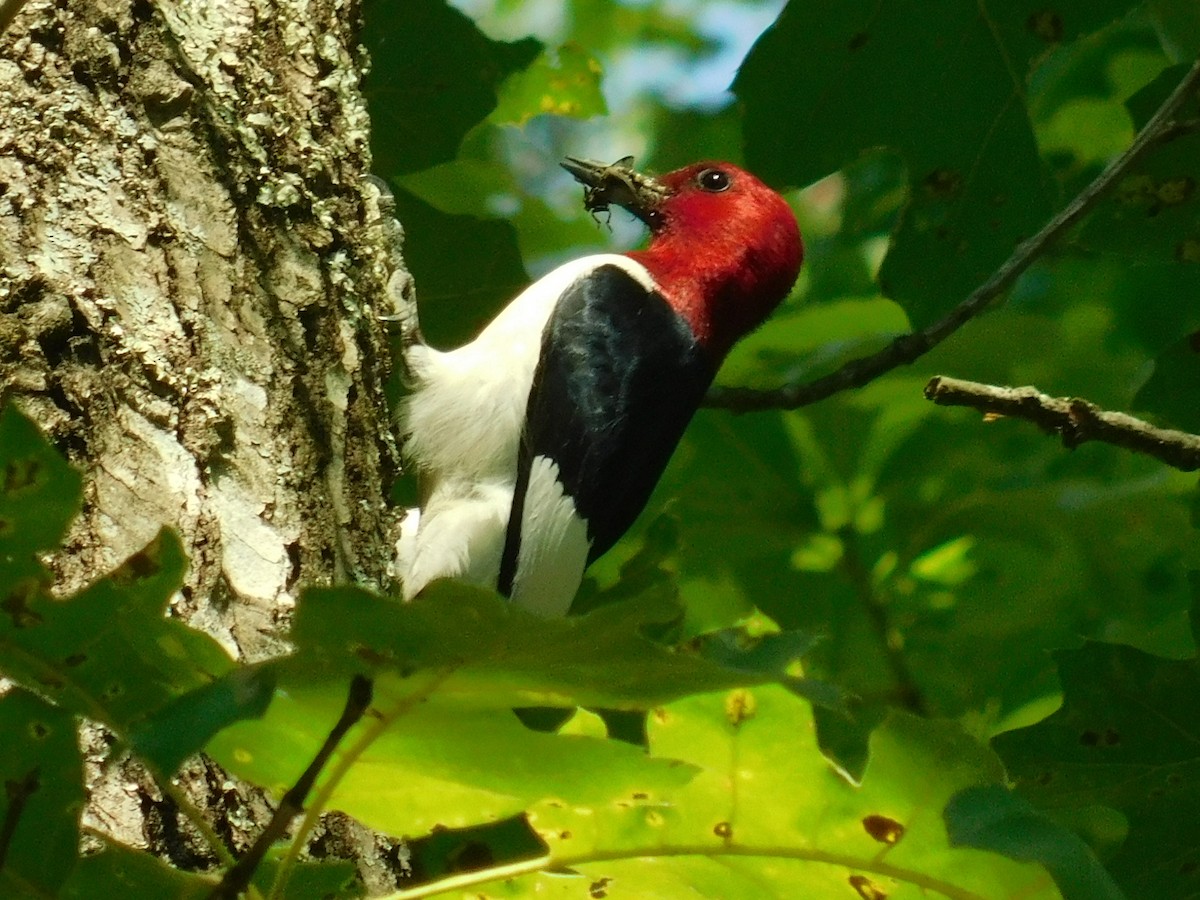 Red-headed Woodpecker - Ezekiel Dobson