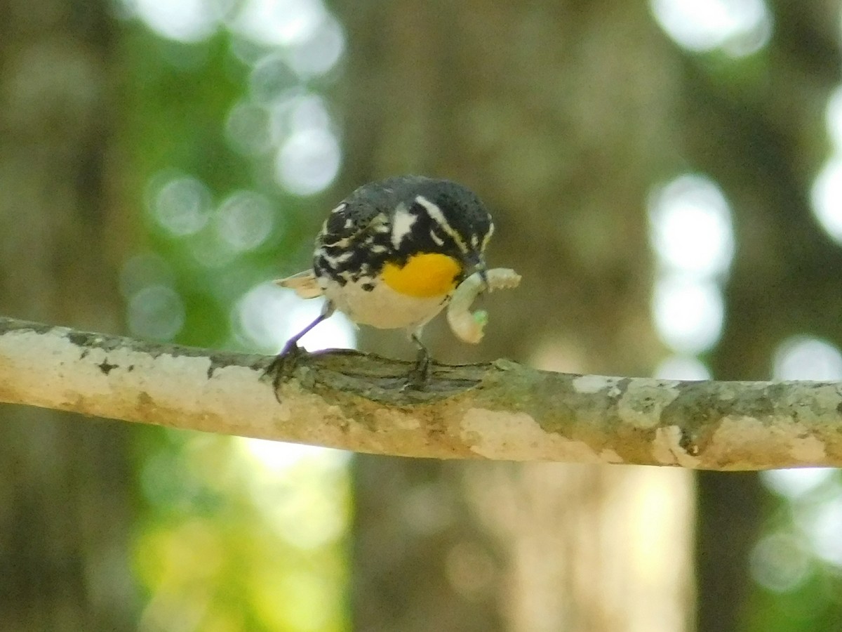 Yellow-throated Warbler - Ezekiel Dobson