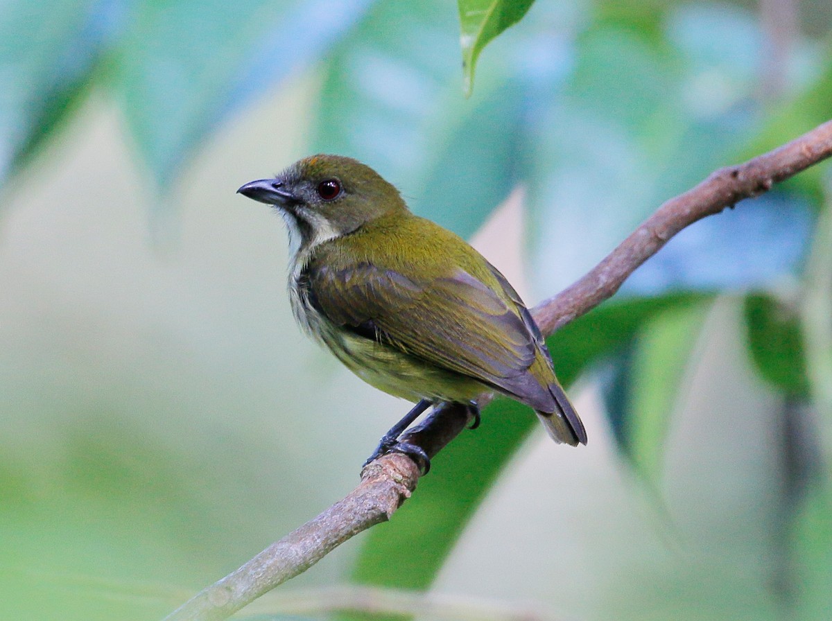 Yellow-breasted Flowerpecker - Neoh Hor Kee