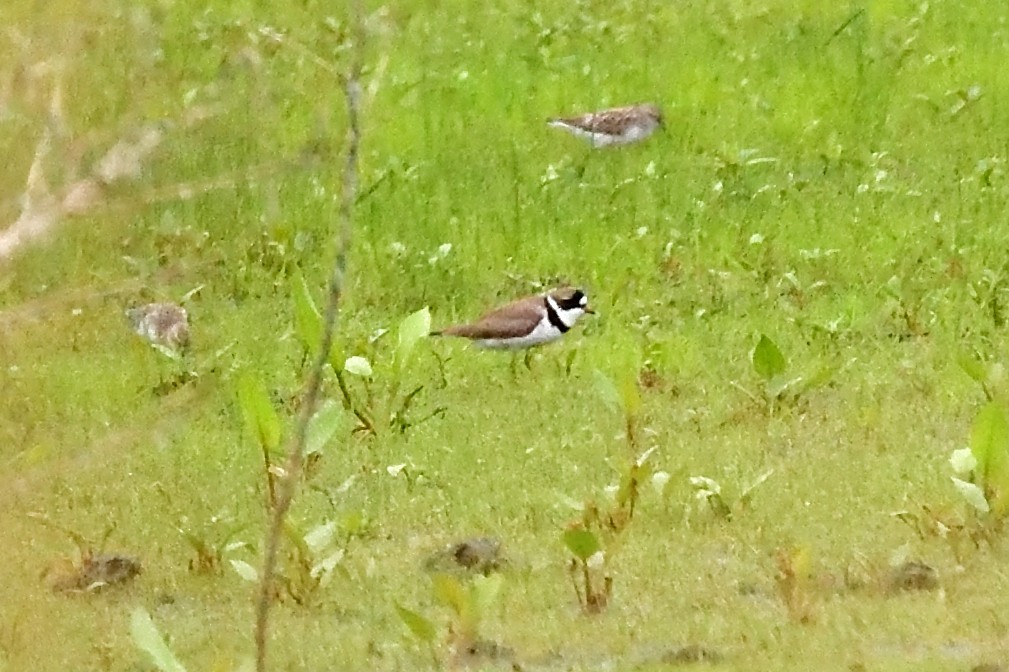 Semipalmated Plover - ML236319111