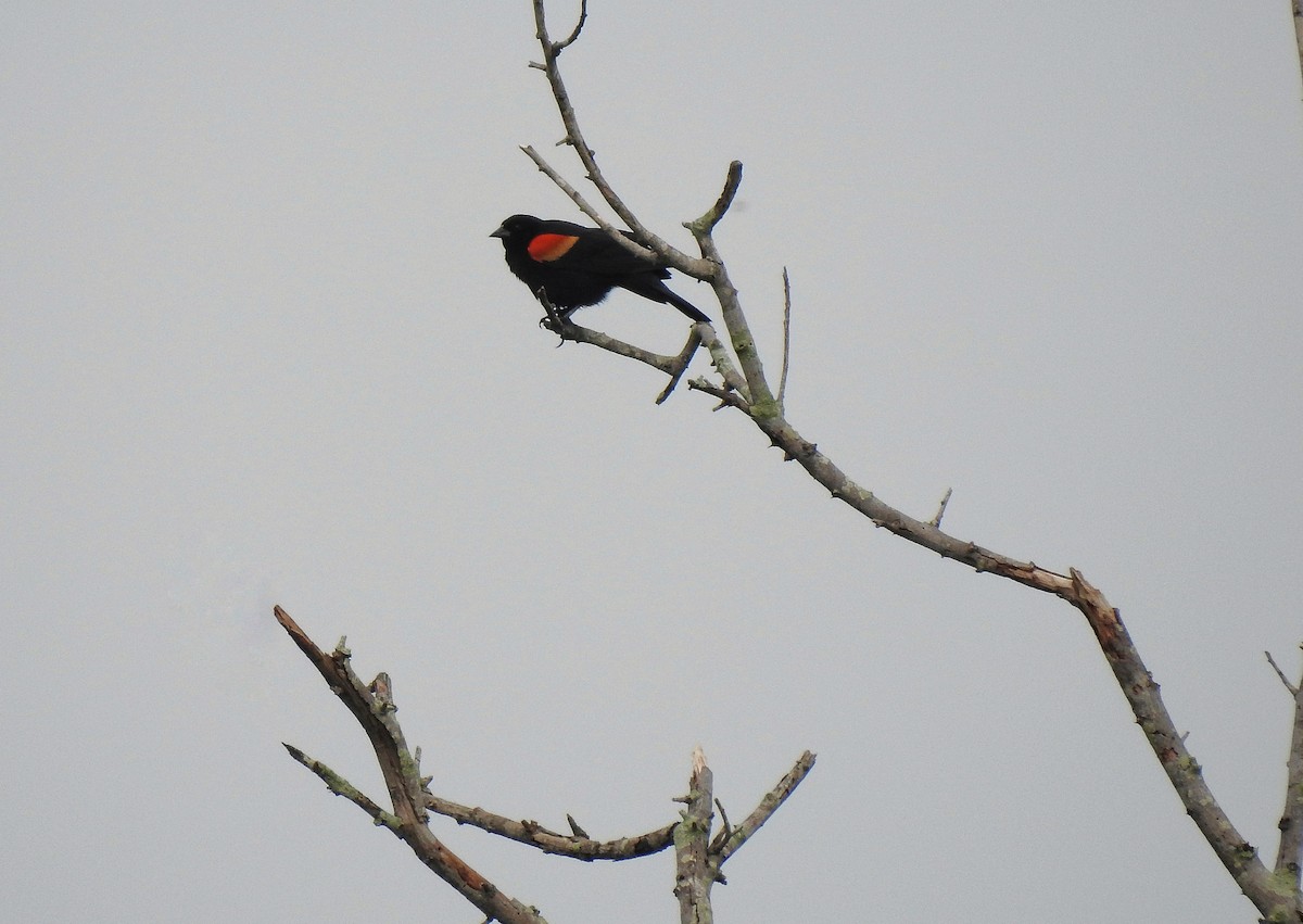 Red-winged Blackbird - ML236319331