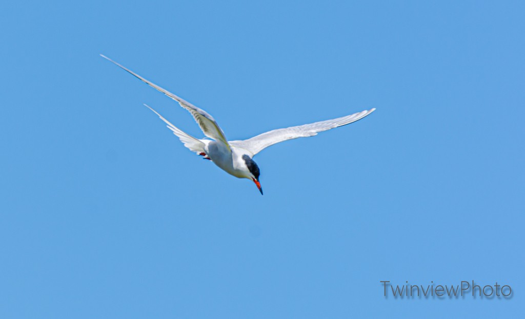 Common Tern - ML236321891