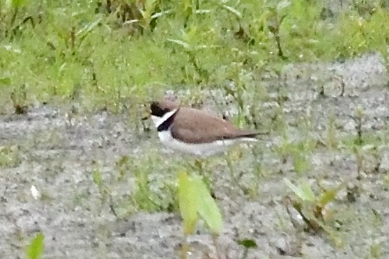 Semipalmated Plover - ML236322101