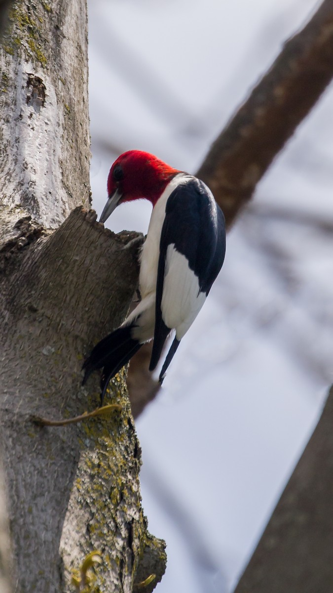 woodpecker sp. - ML236322421
