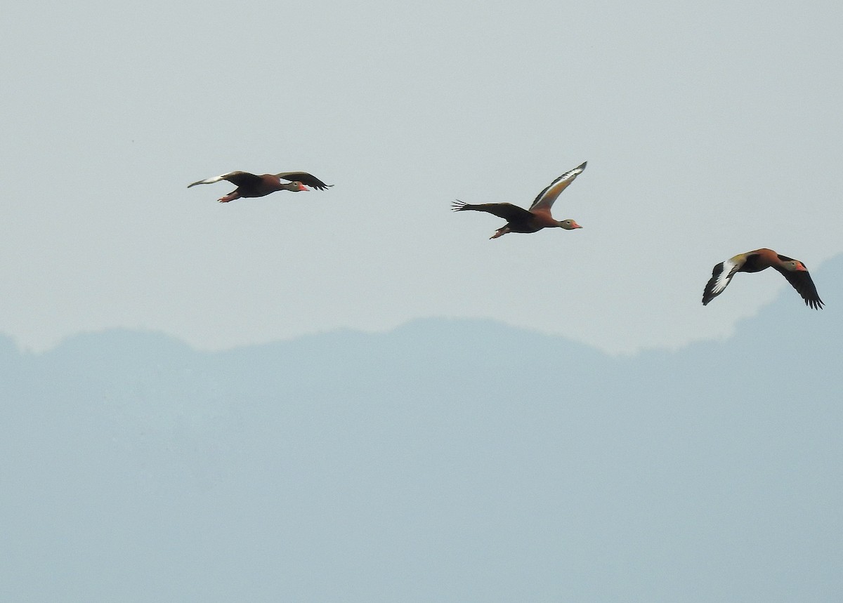 Black-bellied Whistling-Duck - Anonymous
