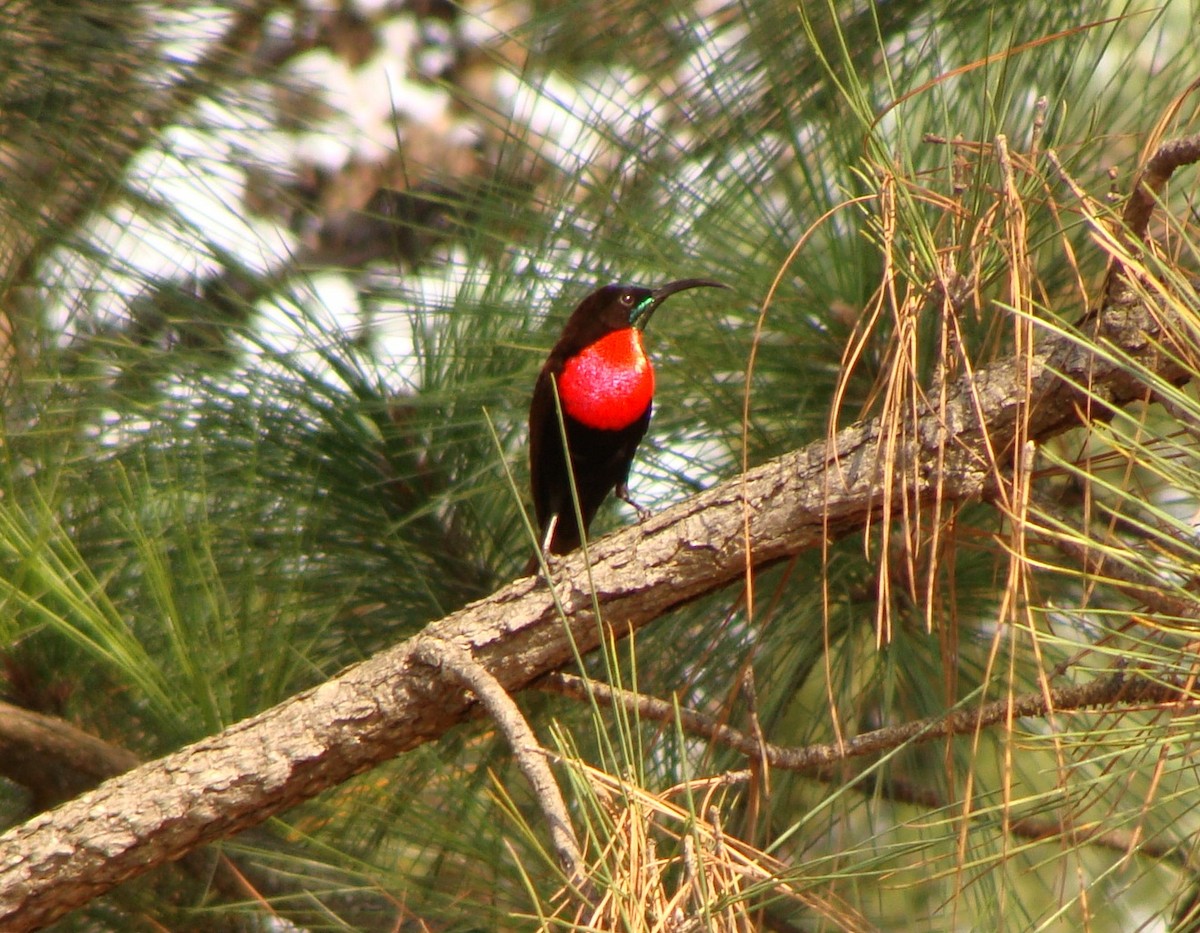 Scarlet-chested Sunbird - ML236326291