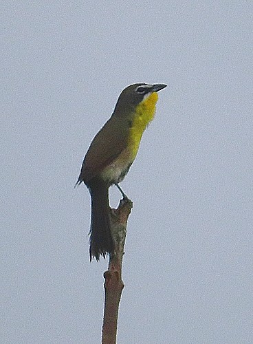 Yellow-breasted Chat - ML236326601