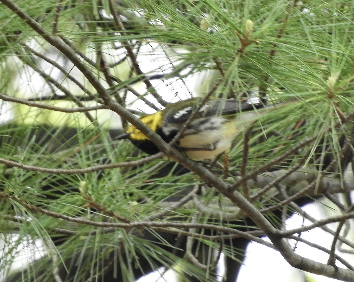 Black-throated Green Warbler - Eunice Thein