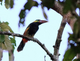  - Tawny-tufted Toucanet