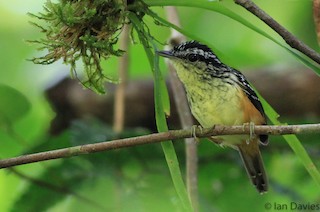  - Imeri Warbling-Antbird