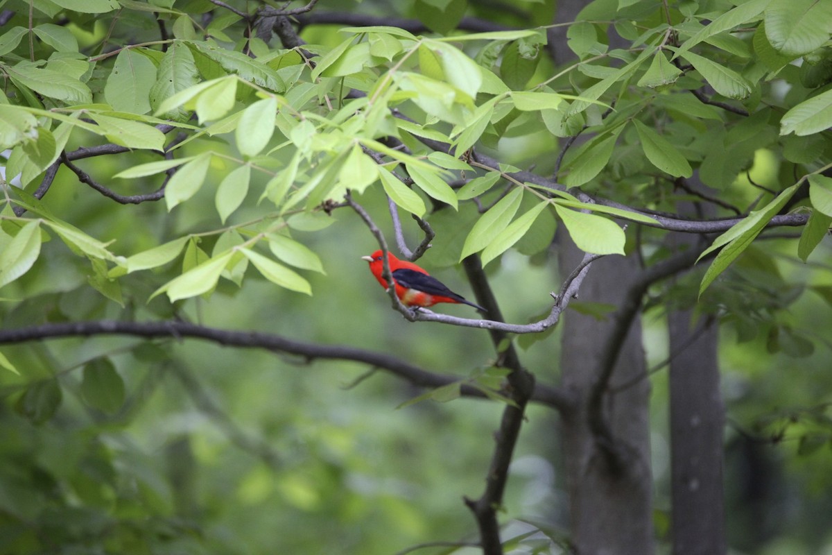 Scarlet Tanager - ML236331321