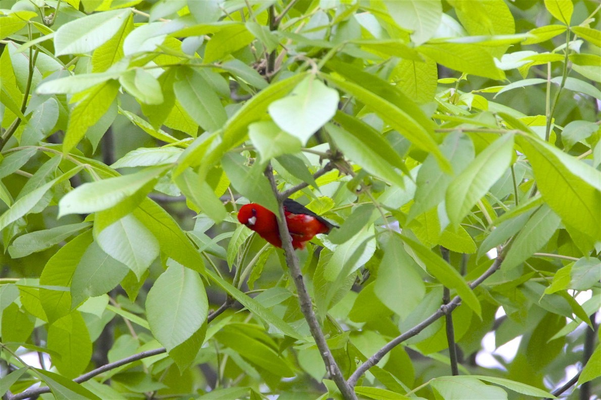 Scarlet Tanager - Vickie Baily