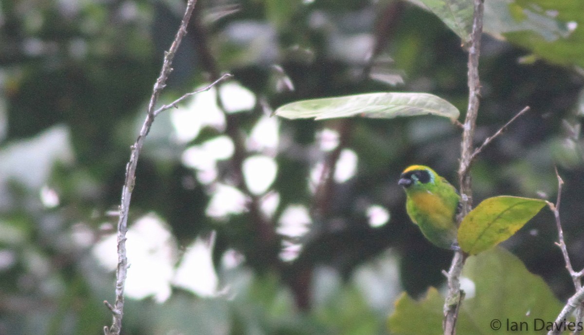Green-and-gold Tanager - ML23633261
