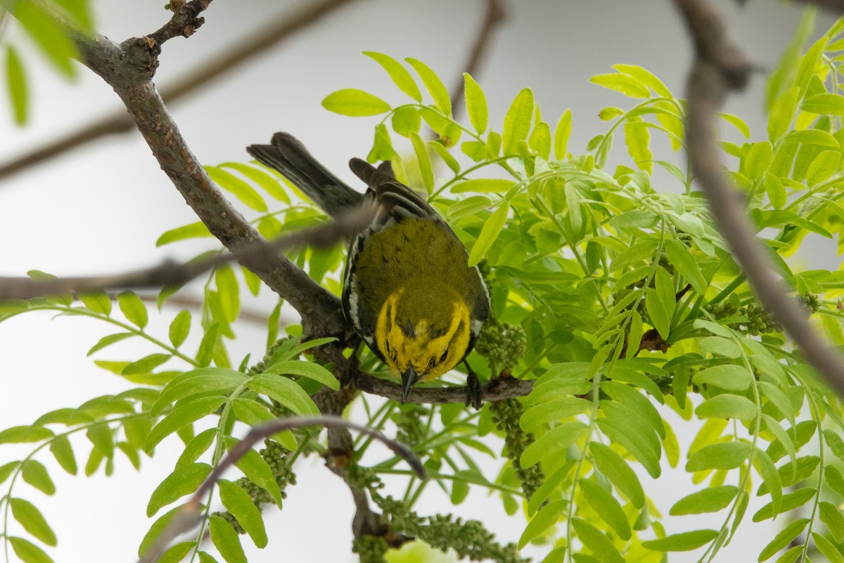 Black-throated Green Warbler - ML236333451