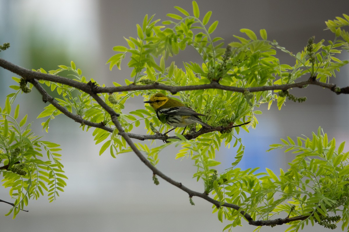 Black-throated Green Warbler - ML236333541