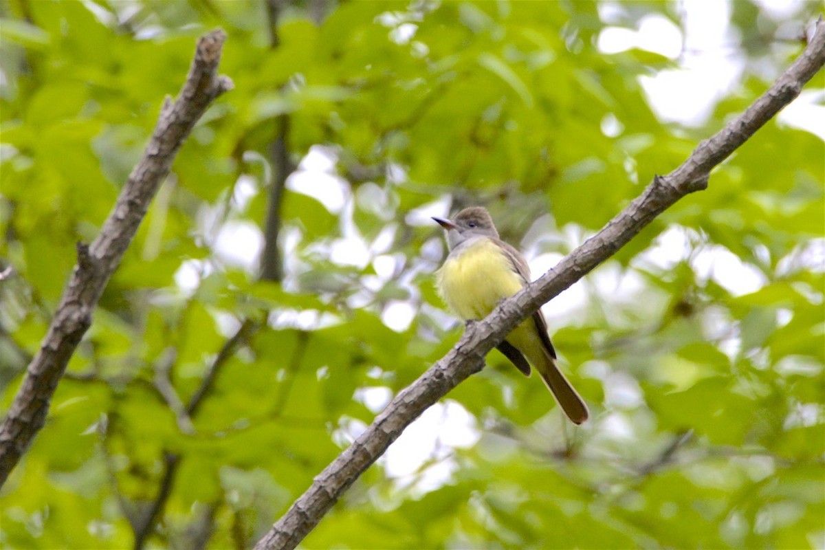 Great Crested Flycatcher - ML236333901