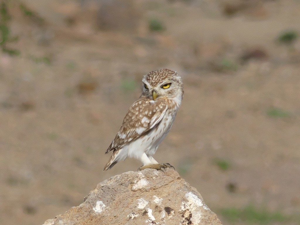 Little Owl (Abyssinian) - Tommaso Renzulli