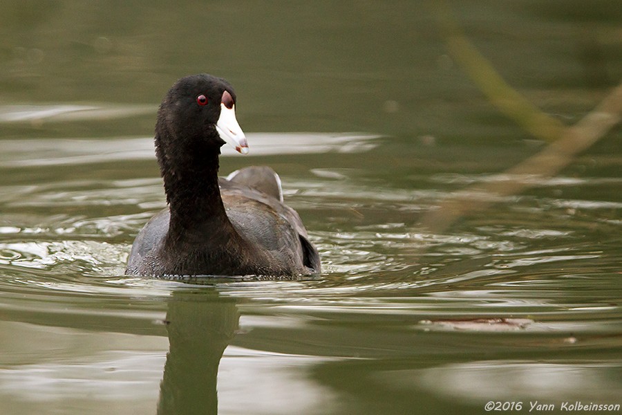 American Coot (Red-shielded) - ML23633551