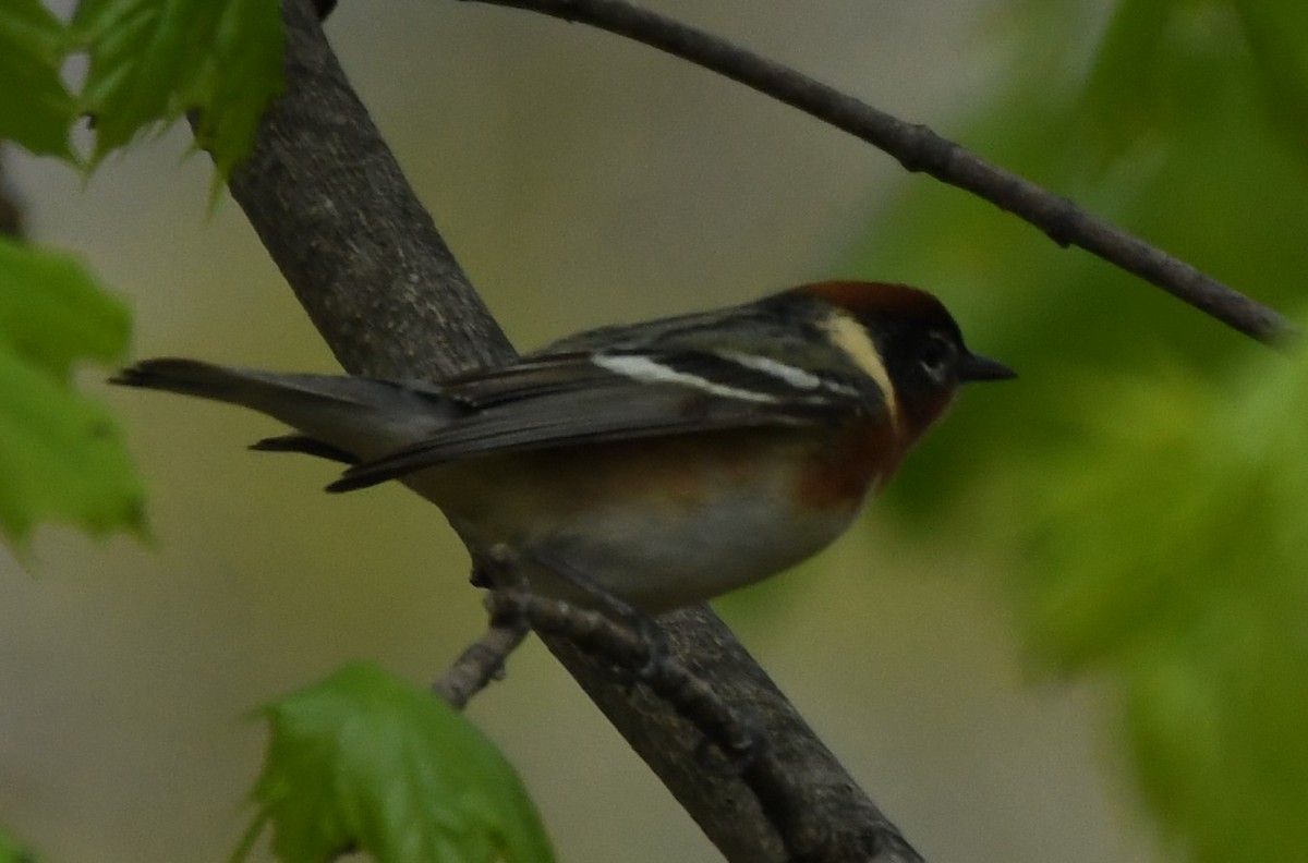 Bay-breasted Warbler - ML236338121