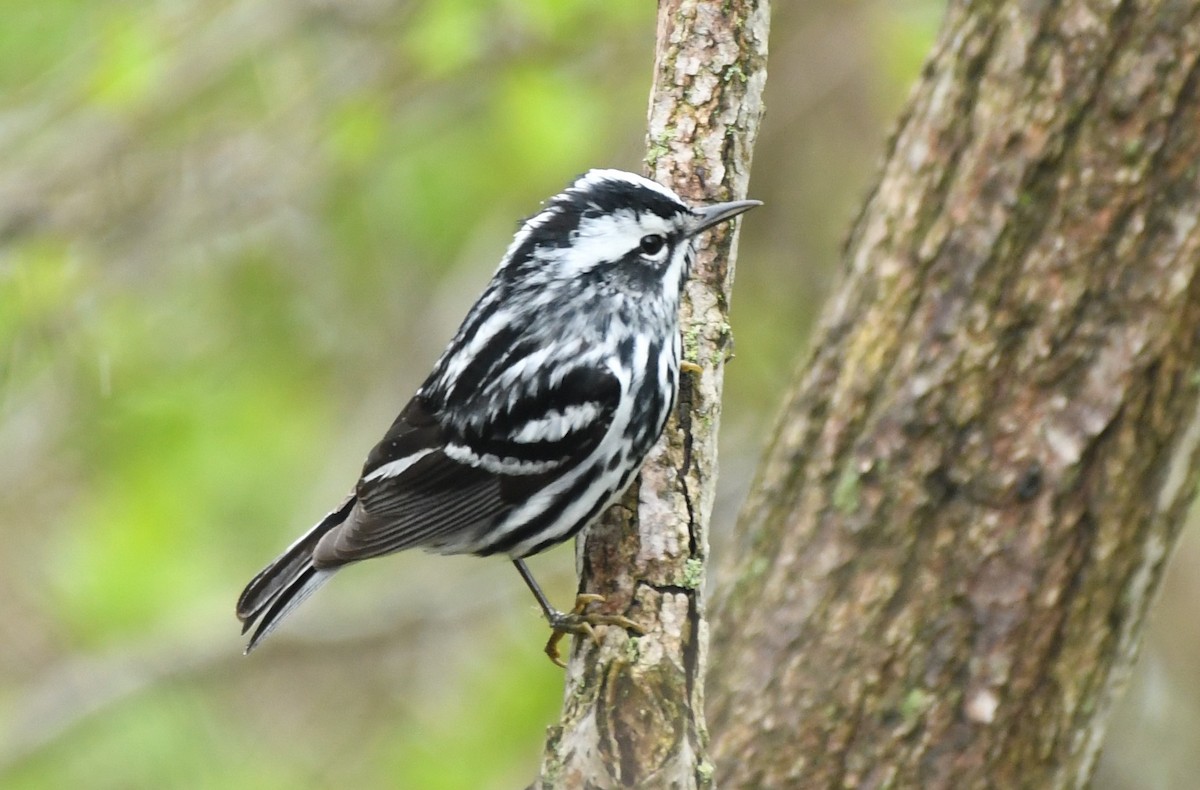Black-and-white Warbler - josh Ketry