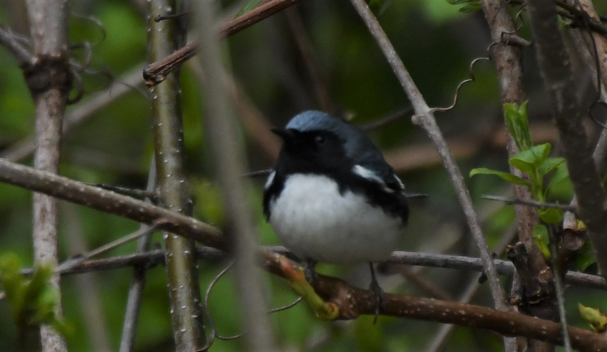 Black-throated Blue Warbler - josh Ketry