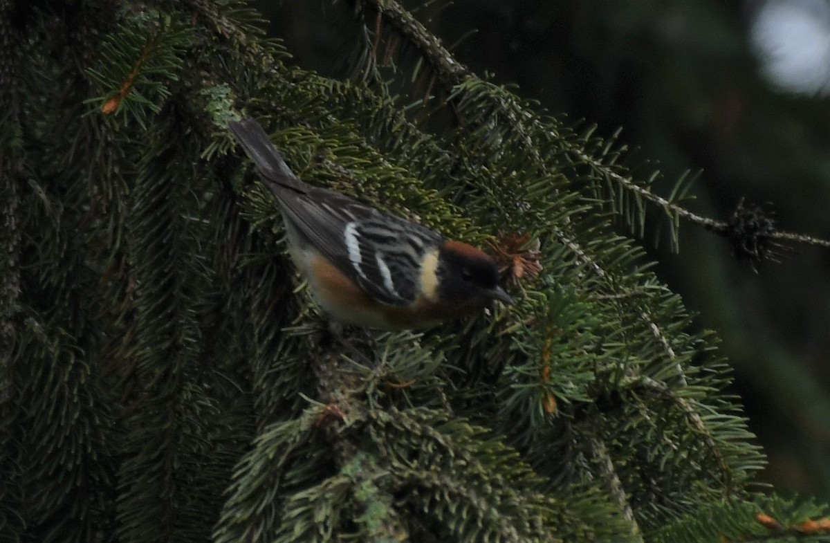 Bay-breasted Warbler - ML236339841