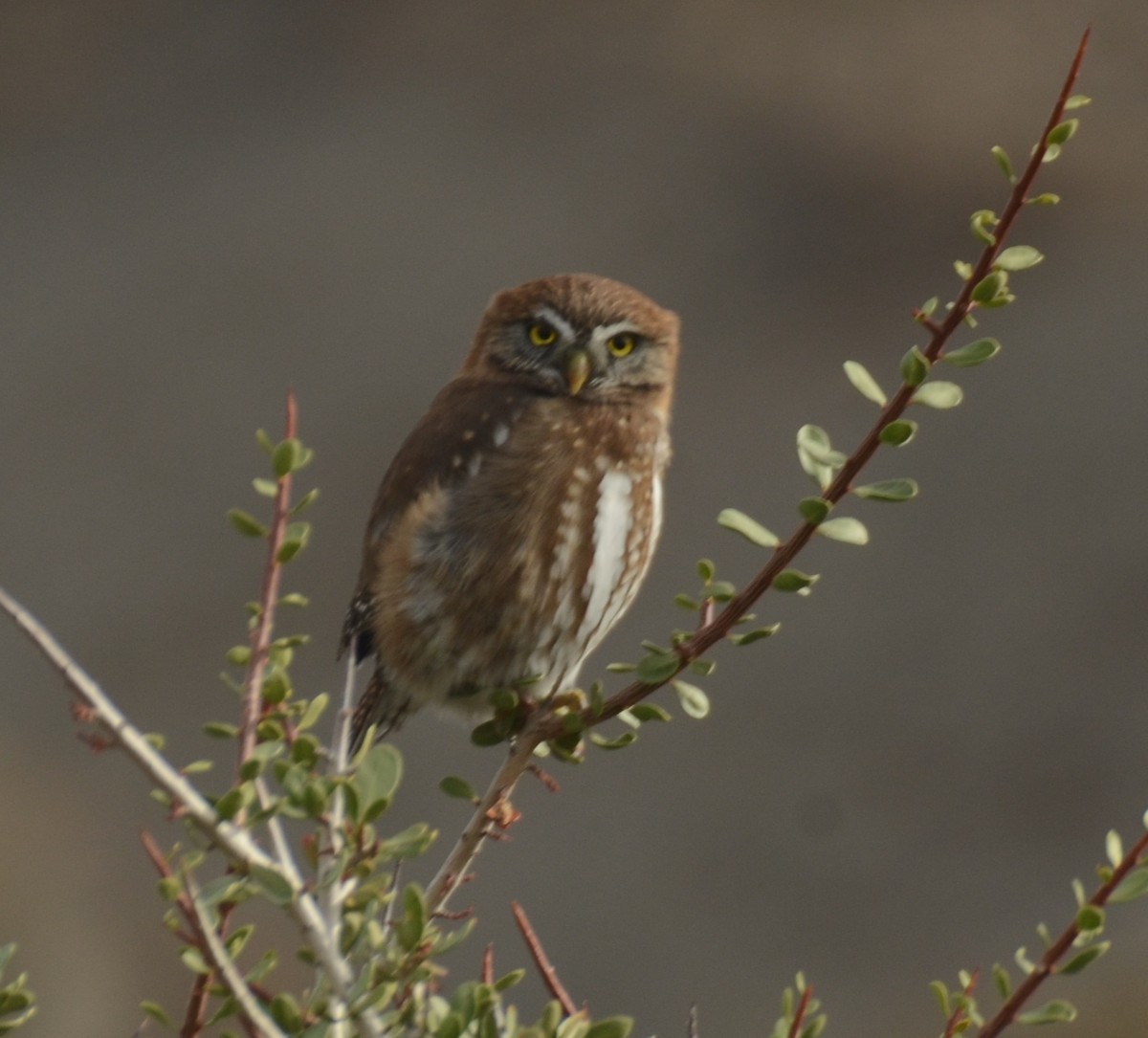 Austral Pygmy-Owl - ML236341851