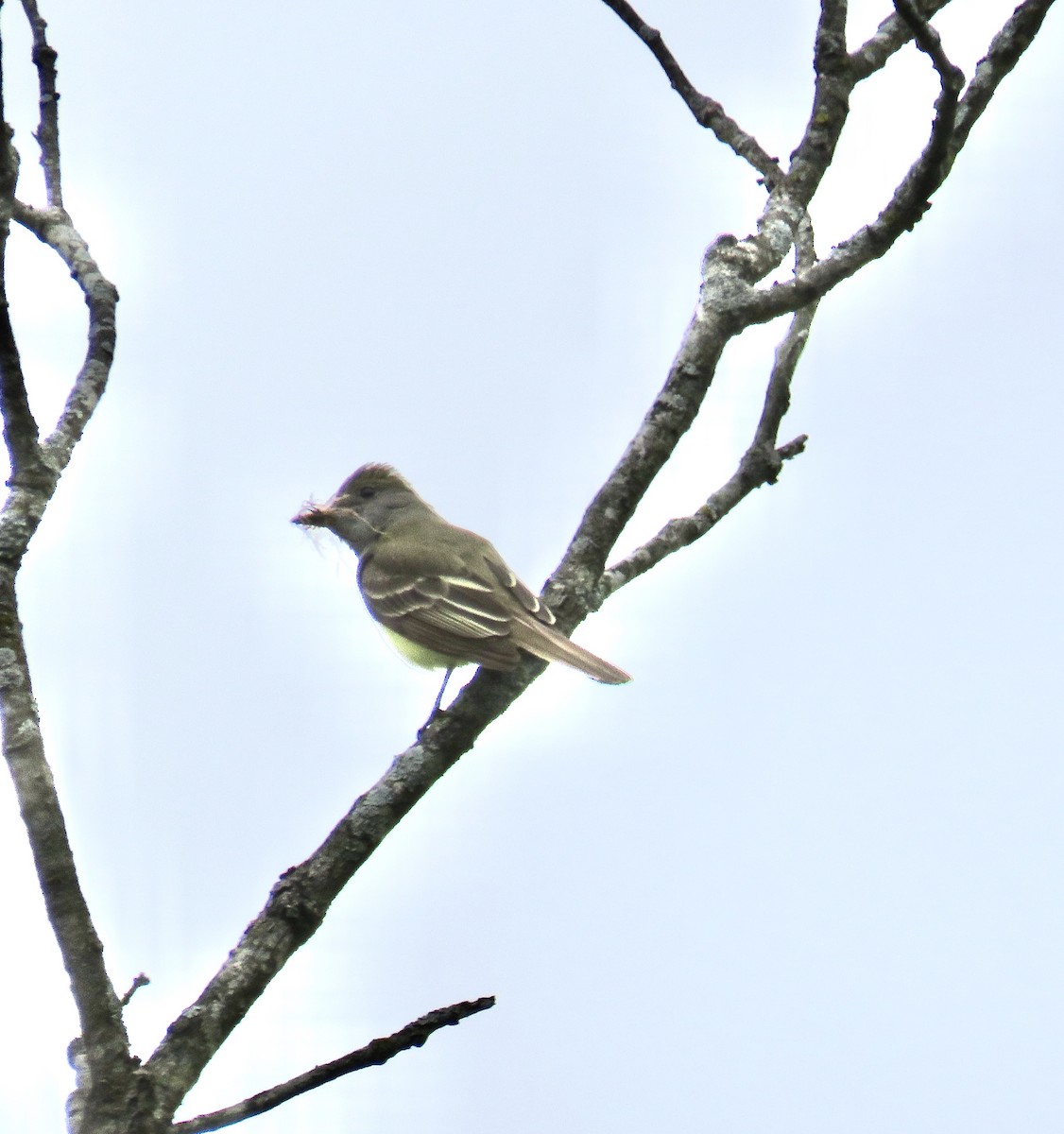 Great Crested Flycatcher - ML236351621