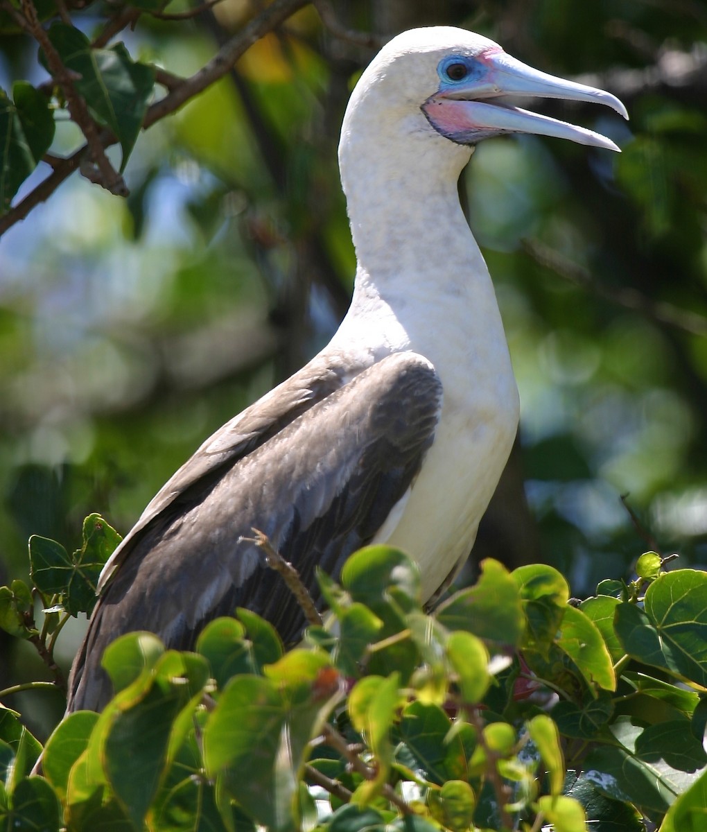 Red-footed Booby - ML23635981