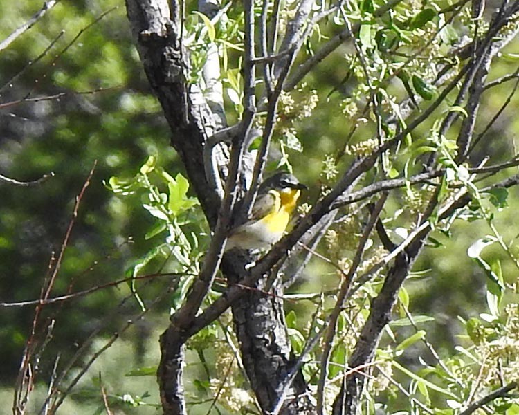 Yellow-breasted Chat - Cory Shaw