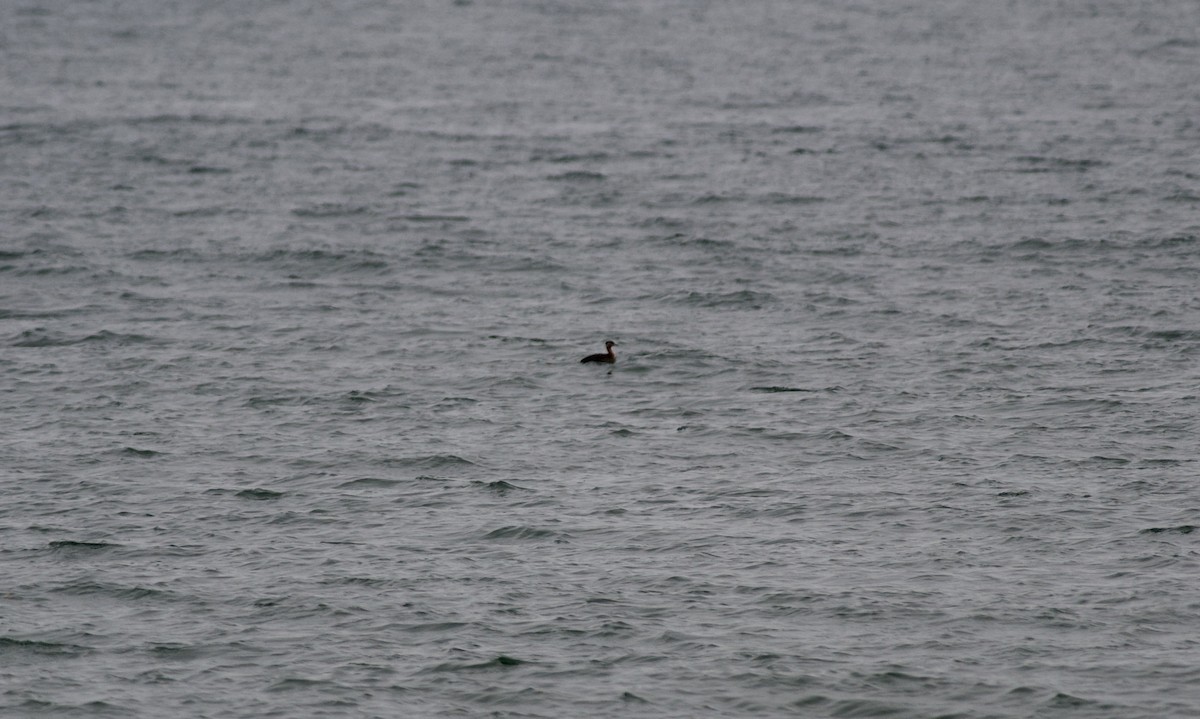 Red-necked Grebe - Paul Gould