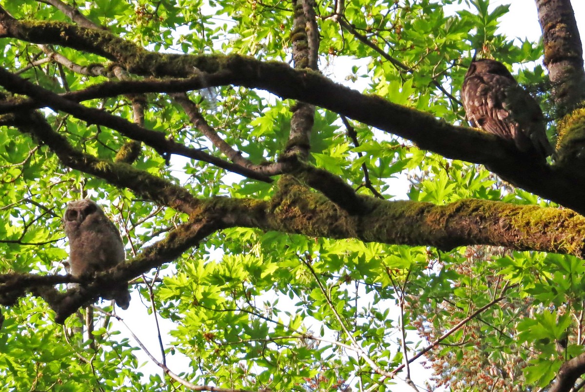 Great Horned Owl - ML236362871