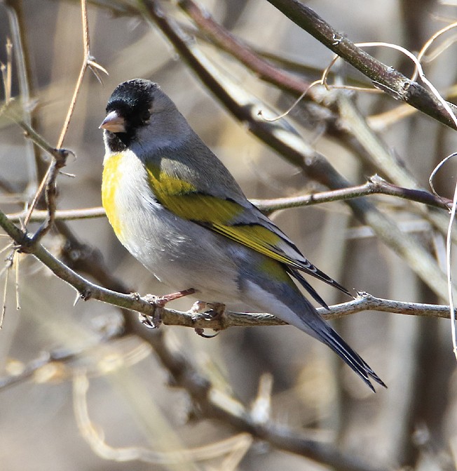 Lawrence's Goldfinch - ML23636331