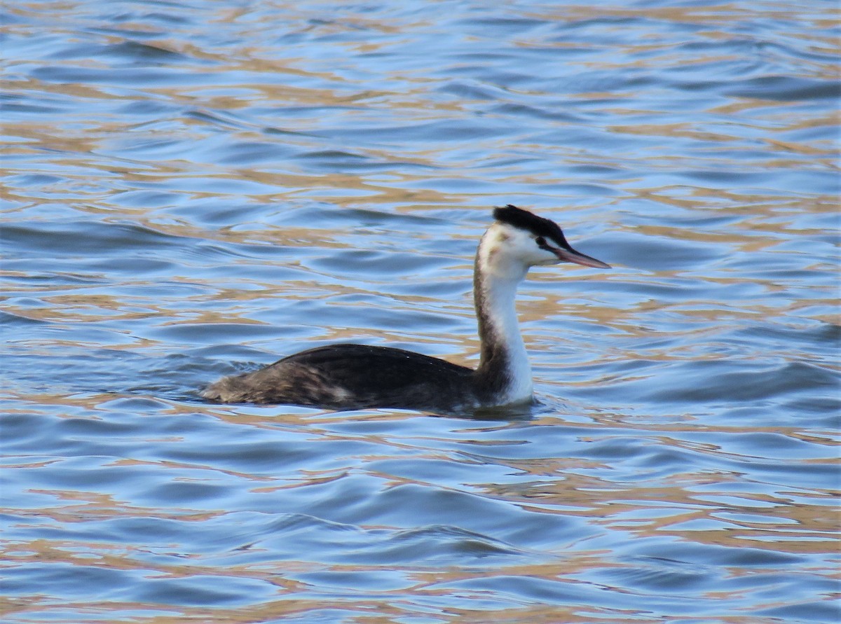 Great Crested Grebe - ML236363681