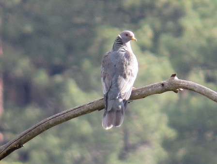 Band-tailed Pigeon - ML23636431