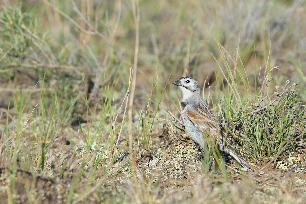 Thick-billed Longspur - Joshua Covill