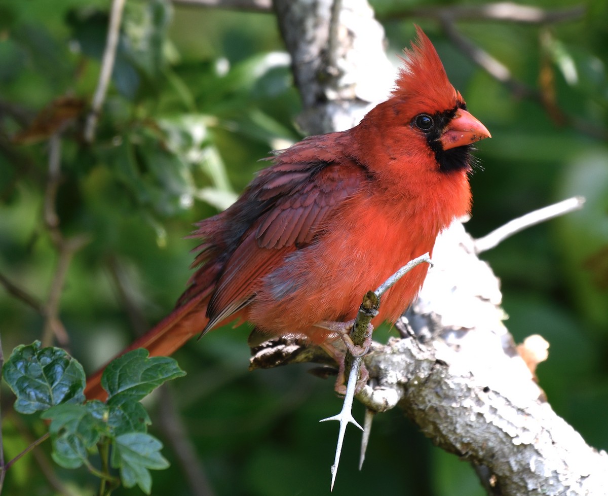 Cardinal rouge - ML236367741