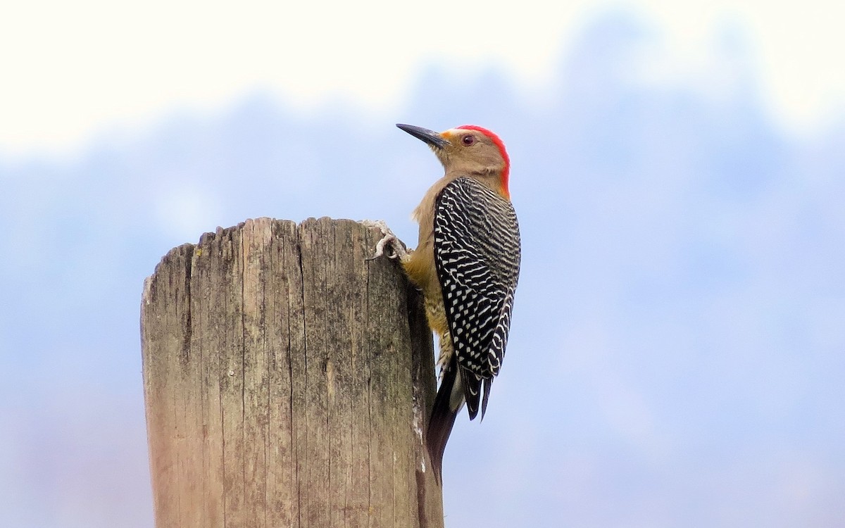 Golden-fronted Woodpecker - Oliver  Komar