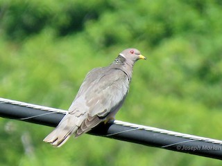 Band-tailed Pigeon, ML236372511