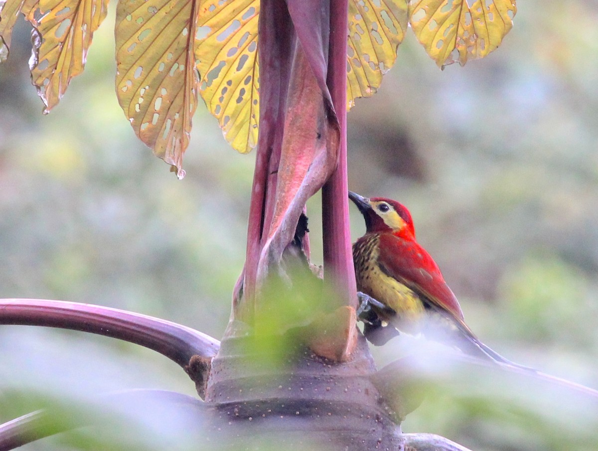 Crimson-mantled Woodpecker - ML23637671