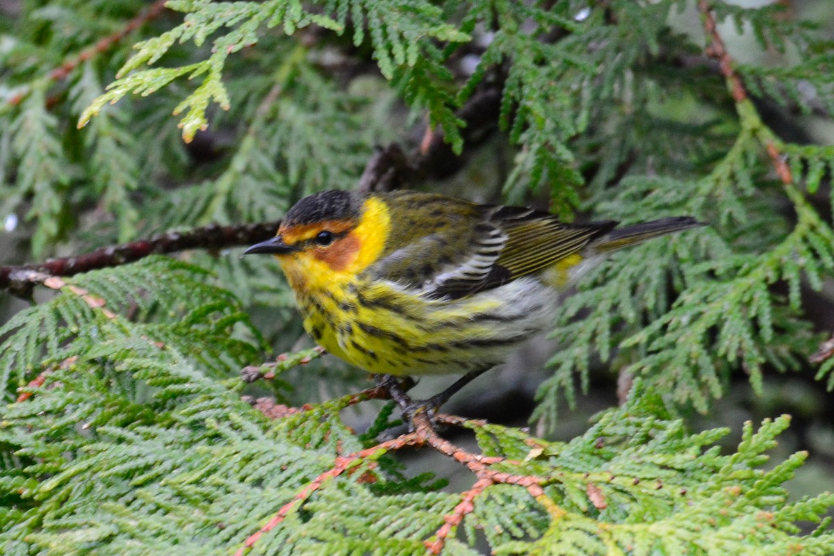 Cape May Warbler - ML236376821