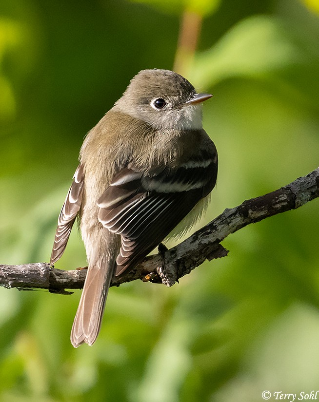 Least Flycatcher - Terry Sohl