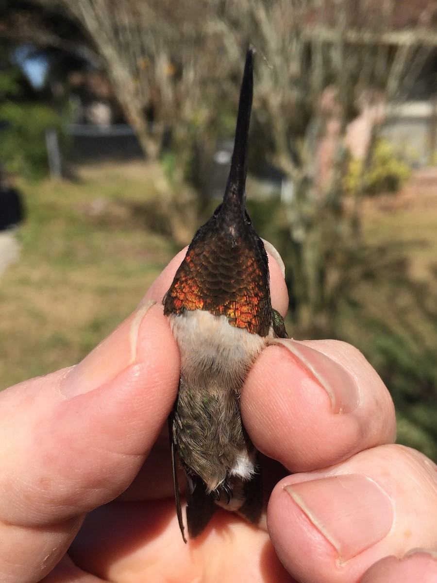 Ruby-throated Hummingbird - ML23638021