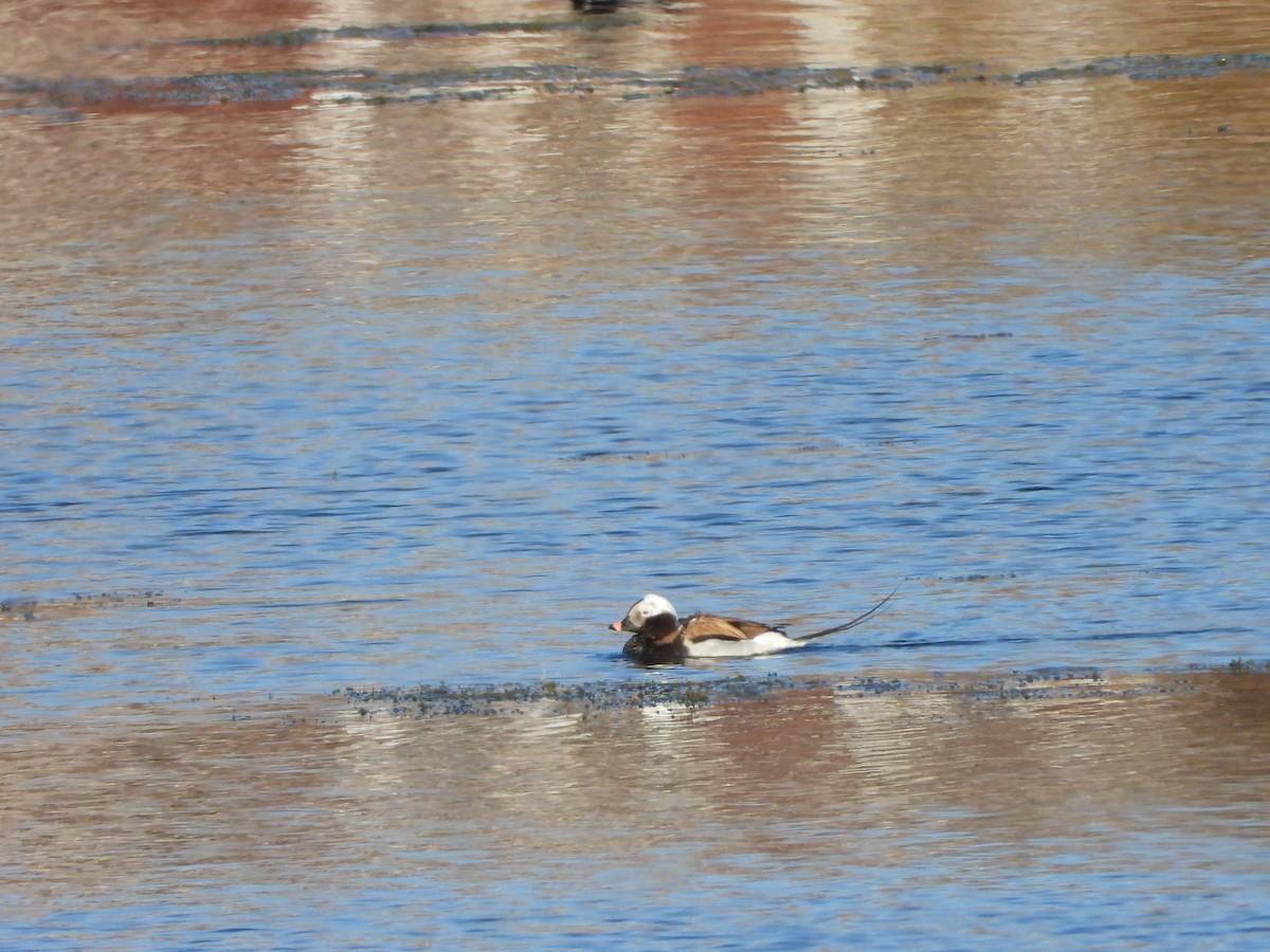 Long-tailed Duck - ML236380561