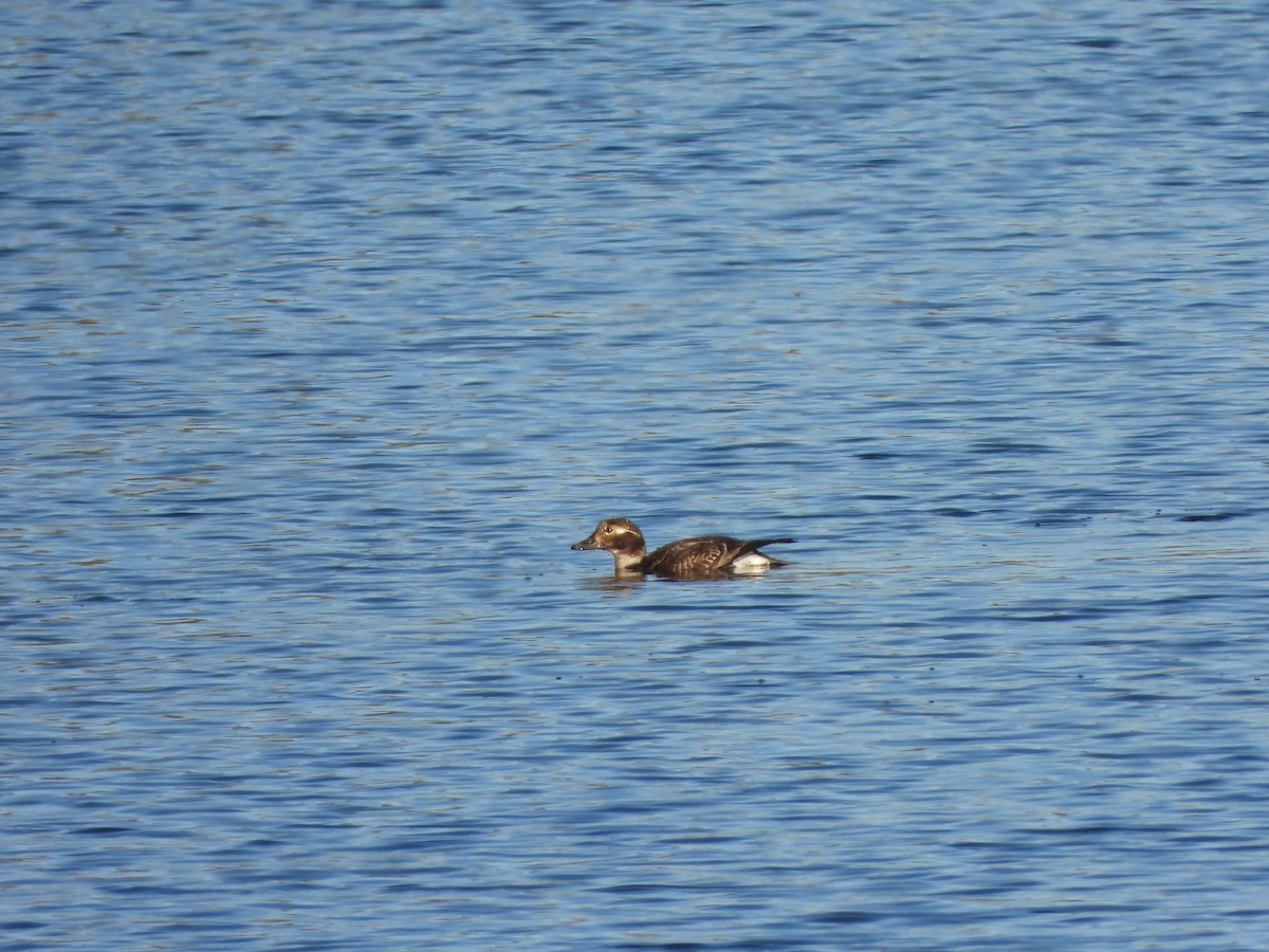 Long-tailed Duck - ML236380631