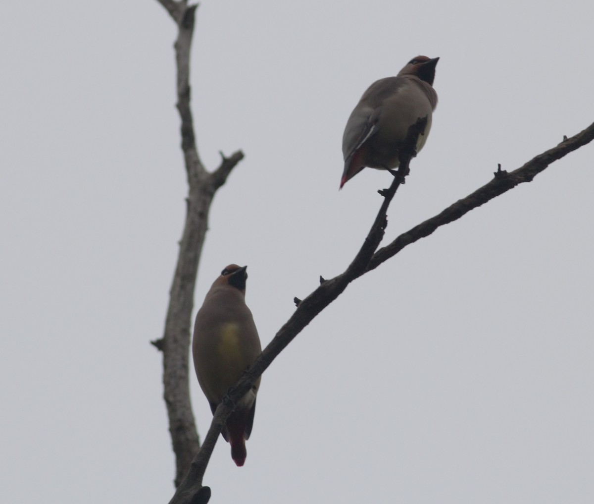 Japanese Waxwing - ML236388221