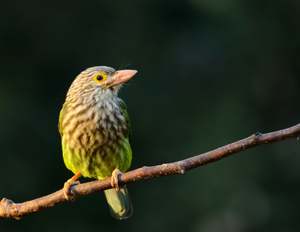 Lineated Barbet - ML23639411