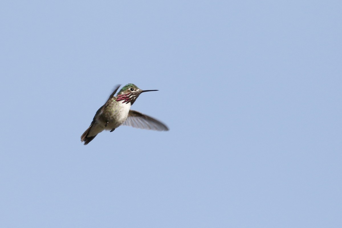 Calliope Hummingbird - Dave Beeke